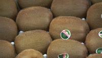 Zespri Temporarily Stops Shipping Kiwifruit to China