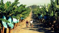 Banana Plantation in Panabo City, Philippines 