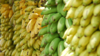60 tons of imported Philippine bananas destroyed in Shanghai