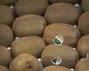 Zespri Temporarily Stops Shipping Kiwifruit to China