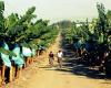 Banana Plantation in Panabo City, Philippines 