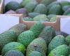 China Wholesale Market Report: Avocados, Week 13