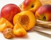 China now shipping nectarines to Australia