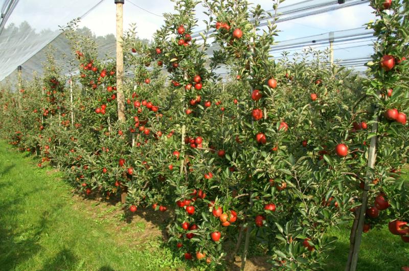 BayWa apple trees