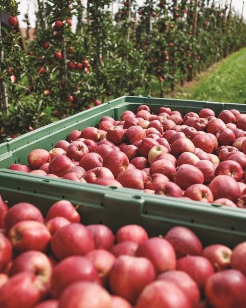 BayWa apples reading for packing