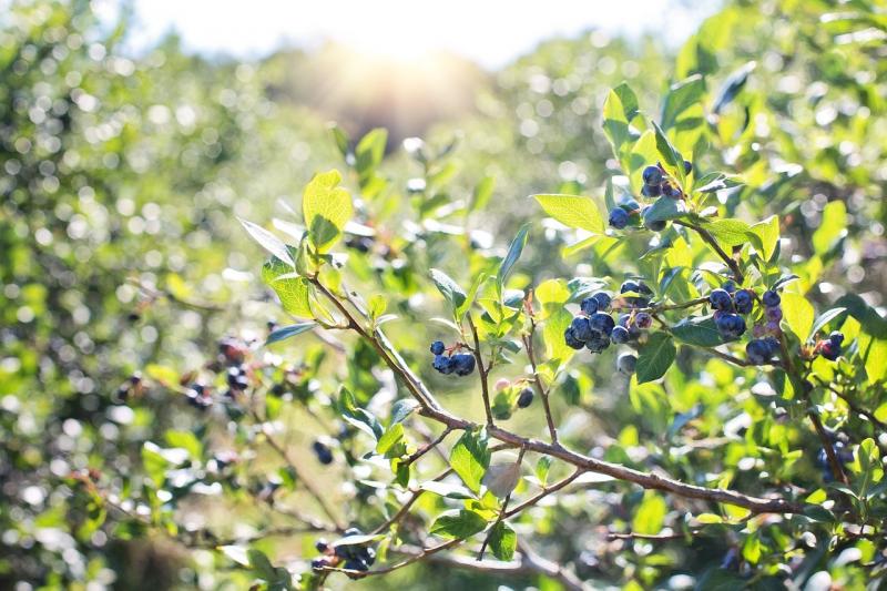 Blueberries in field